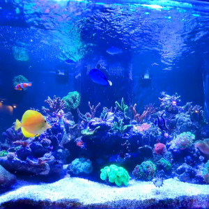 Publication de Baloo