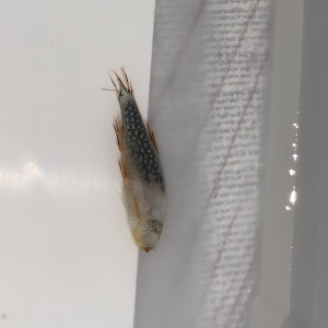 Publication de onryou