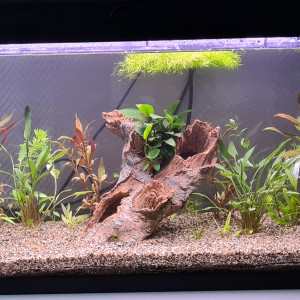 Publication de corentin-stas