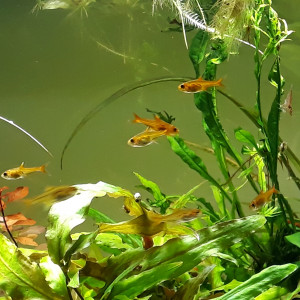 Publication de Aquata