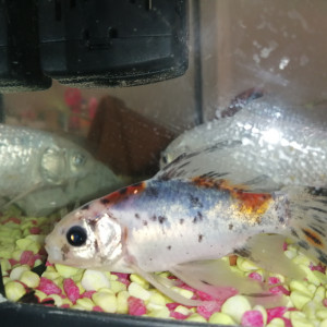 Publication de Karamiel