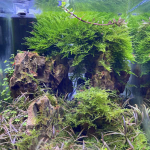 Nano 20l