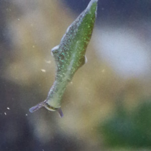 Publication de regis-saint-martin