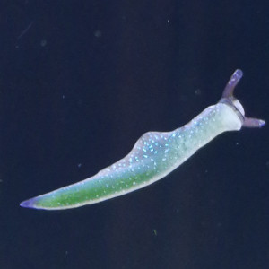 Publication de regis-saint-martin