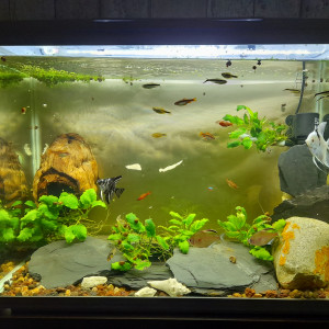 Aquarium 100 litres