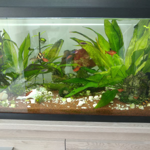 mon aquarium