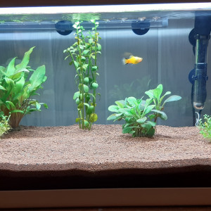 PLATY