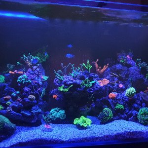 Publication de Baloo