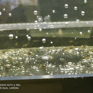 Publication de Deltoine-Delphine