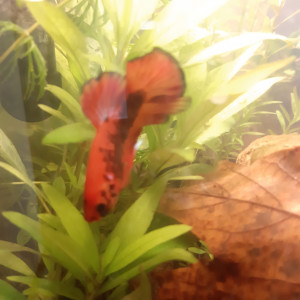 Publication de Ccoussemacker9