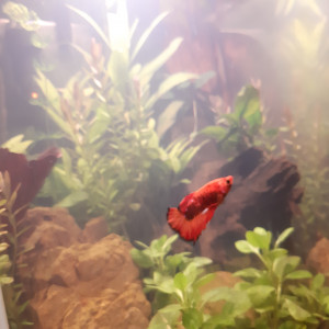 Aquarium 30 litres pour betta