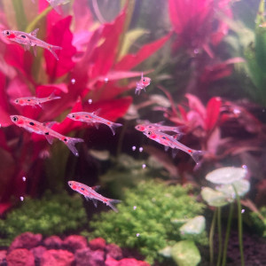 Publication de maxime-garineau