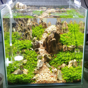 Aquascape