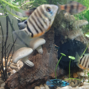 Publication de FranckTHETanKk