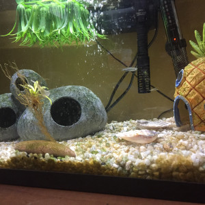 Publication de Solo18