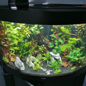 Amazonien trigon 190L