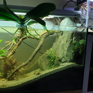 100L Cory Paradise