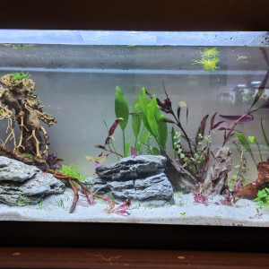 Publication de eneshadow