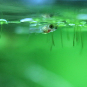 Publication de MarleneMLX