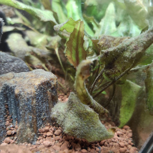 Biotope mixte avec crevettes et poissons amazoniens