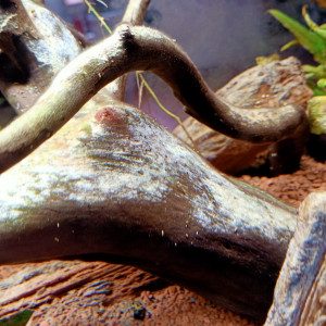 Publication de houdak-apapak