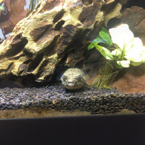 Publication de Polo67000