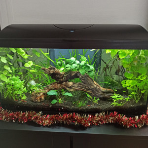 1er aquarium