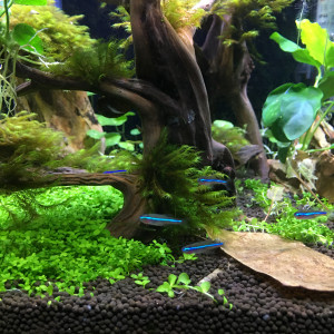 Publication de Jardico