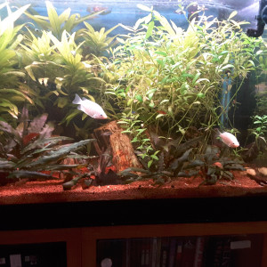 Publication de CC1MOI