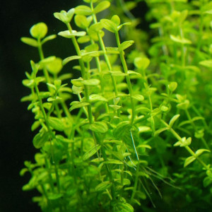 Lindernia rotundifolia