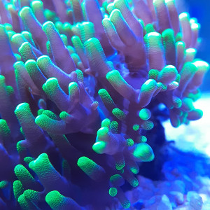 Publication de Baloo