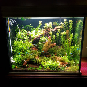 Aquascaping amazonien
