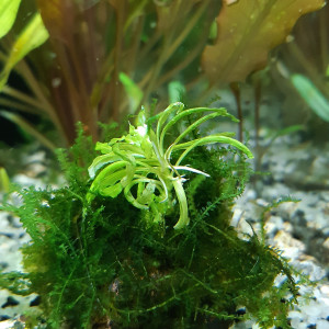 Publication de lolito77