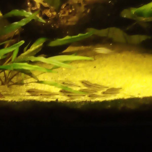 Corydoras pygmaeus