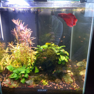 Publication de Wakiza