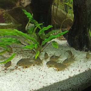 Publication de shanganagh-takhisis