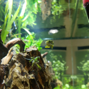 Aquarium Endler