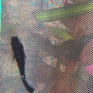 Publication de Lulu82