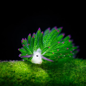 Publication de shanganagh-takhisis