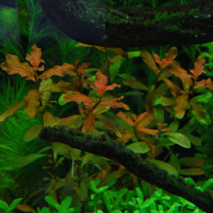 Ludwigia inclinata