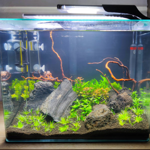 Aquascape 50 litres