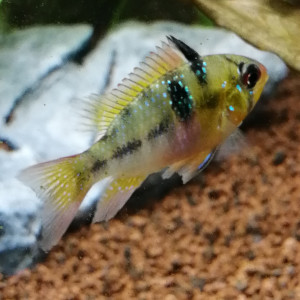 Publication de ch-rouquin