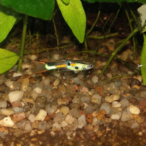 Publication de Paquito