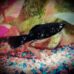 Publication de Lulu82