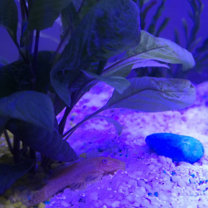 Publication de fanste92