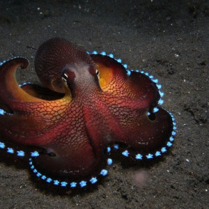 Publication de shanganagh-takhisis