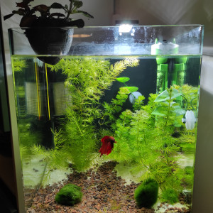 Publication de BatmAnne