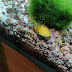 Publication de BatmAnne