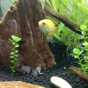 Publication de AlexDerby