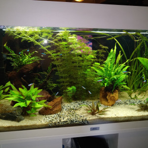 Publication de Fanch